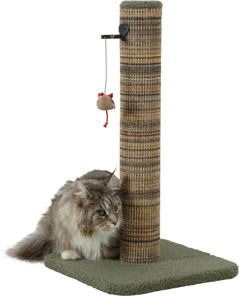 Pet Accessories