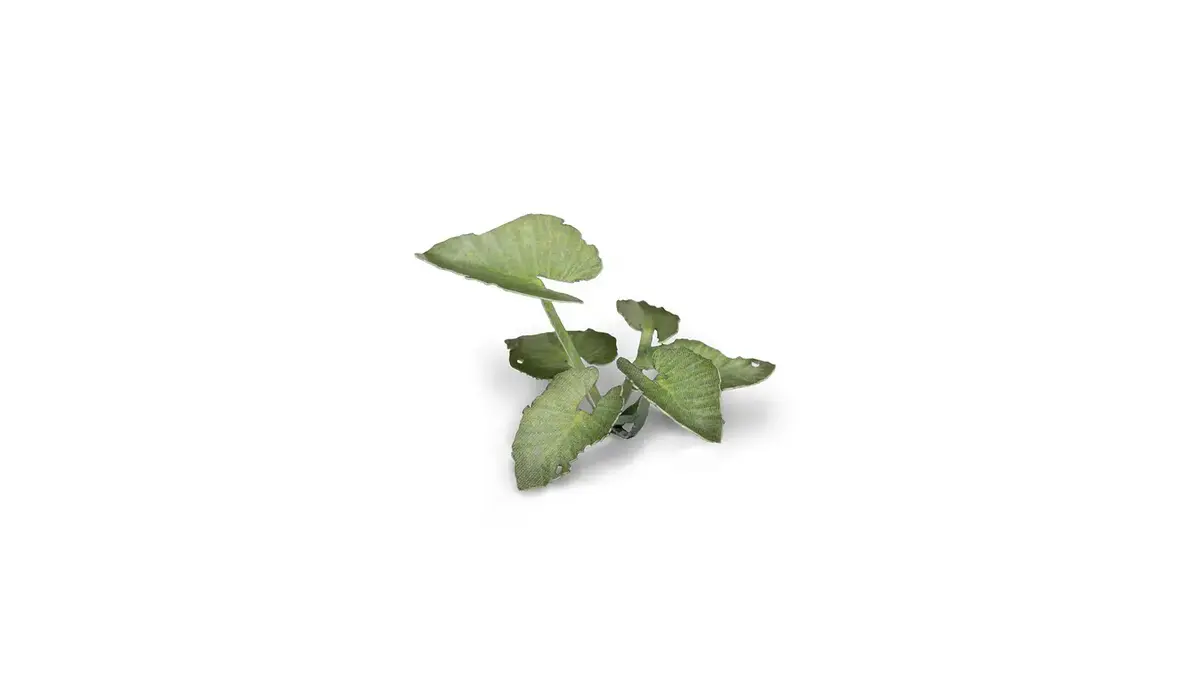Gamers Grass Laser Plants - Elephant Ear (Colocasia) Photo 2