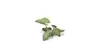 Gamers Grass Laser Plants - Elephant Ear (Colocasia) Photo 2