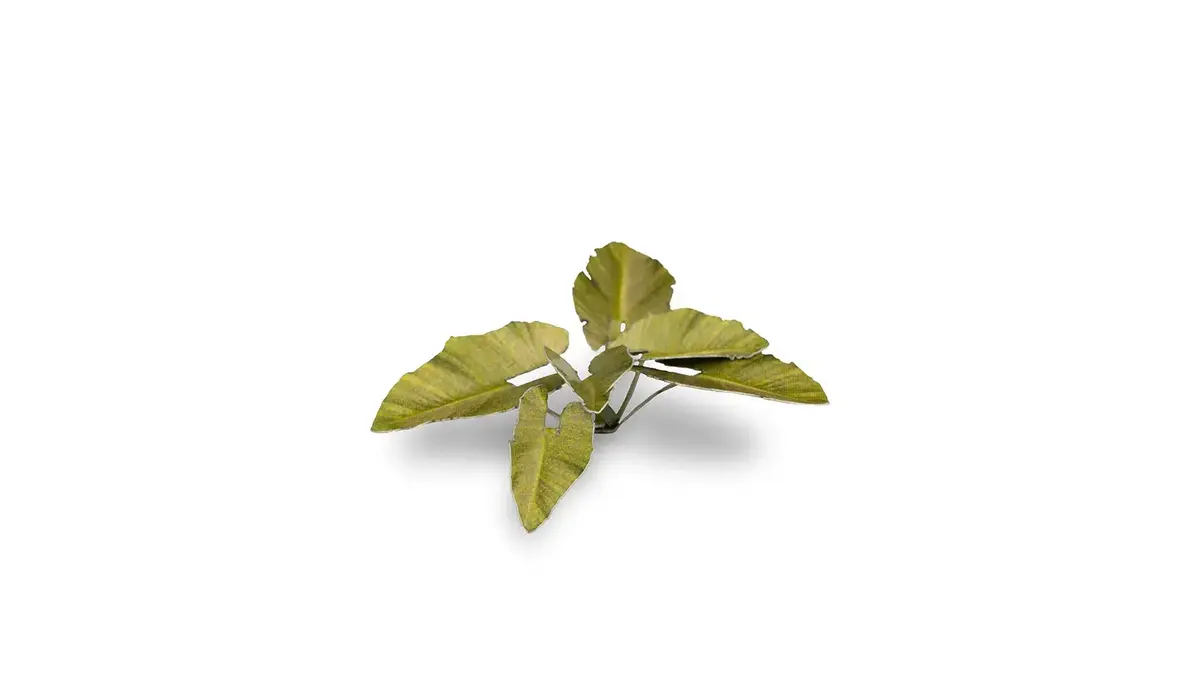 Gamers Grass Laser Plants - Elephant Ear (Colocasia) Photo 3