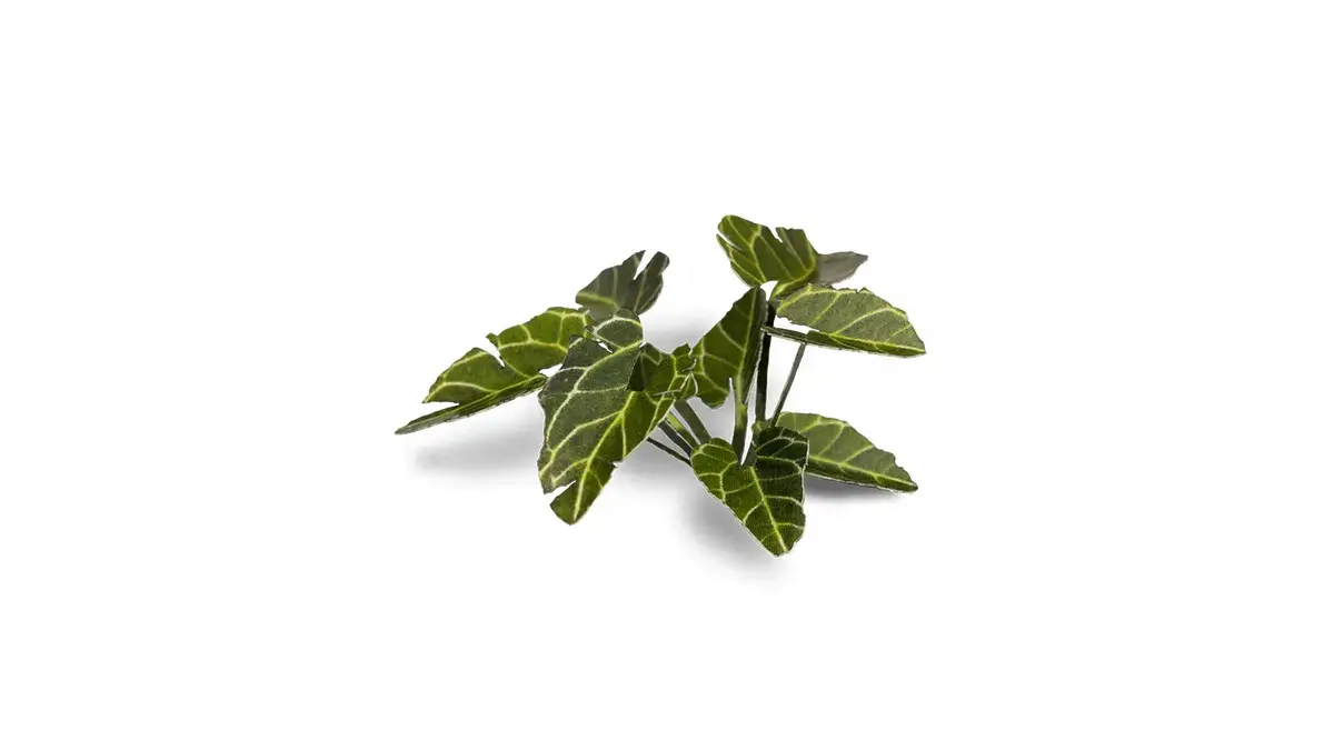 Gamers Grass Laser Plants - Elephant Ear (Colocasia) Photo 4