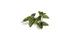 Gamers Grass Laser Plants - Elephant Ear (Colocasia) Photo 4