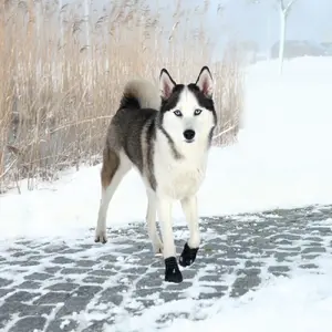 Защитные ботинки для собак Trixie Walker Active XXL, 2 шт.