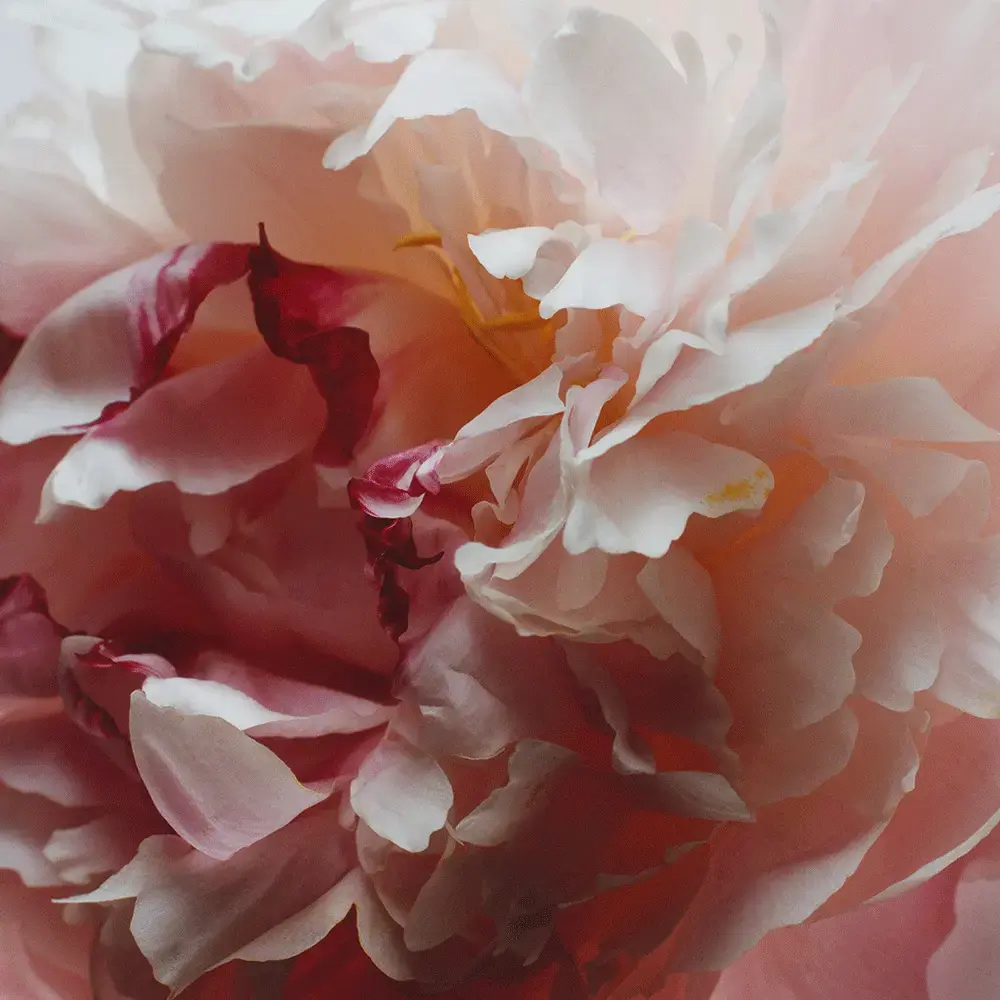 Одеколон Jo Malone Peony & Blush Suede 100 мл Photo 2
