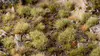 Gamers Grass GG12-AU растительность для моделей, 36 шт. Photo 3