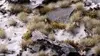 Gamers Grass GG5-Ws модельные растения, 70 шт. Photo 4