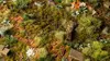 Gamers Grass GG2-DGR scale model plant set Photo 4