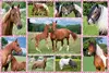 Пазл Schmidt Spiele 4056269 — Animals Photo 2