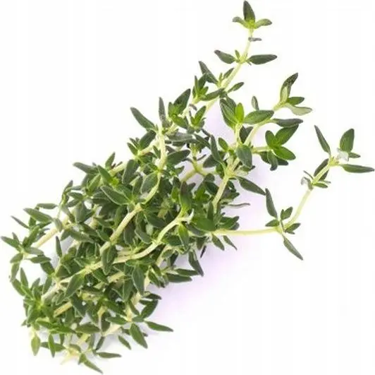 Papildinājums audzēšanas komplektam Veritable Thymus (timiāns)
