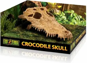 Decorative Crocodile Skull, Hagen model 012850 – ornamental skull decoration