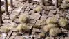 Gamers Grass GG12-W растения для моделей Photo 4