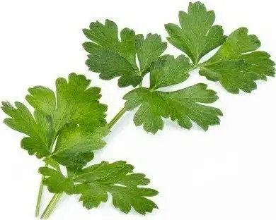 Atsvaidzinājums Veritable Pētersīļi (ēdams augs) —