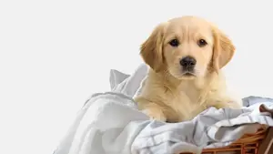Программа Pet Care для удаления шерсти и аллергенов