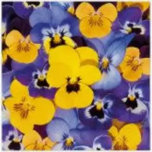 Paper Napkins Paw Decor Collection LOOKING PANSIES 33×33 cm, 3-ply party napkins