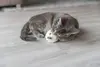 Плюшевая игрушка для кошек Trixie 45557 Photo 3