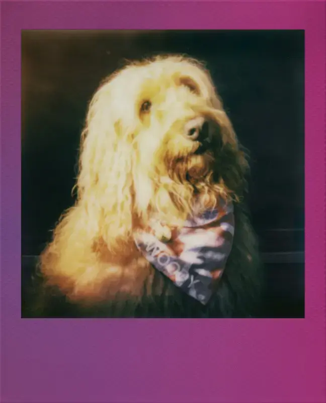 POLAROID Polaroid Go Gradient Frame 2 gab. Photo 8