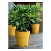 Stefanplast Ethica puķupods Ø40 x 39 cm Photo 2