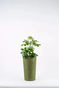 Adoni Jute Flower Pot with Insert, Green, Handcrafted