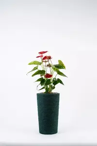 Adoni Cotton Flower Pot with Insert, Green, Handcrafted