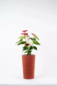 Adoni Jute Flower Pot with Insert, Red, 22x36 cm, Handmade