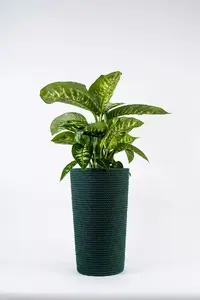 Adoni Cotton Flower Pot with Insert, Green, Handcrafted