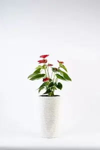 Adoni Cotton Flower Pot with Insert, White, Handmade