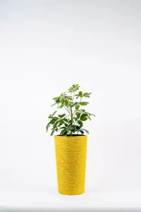 Adoni Jute Flower Pot with Insert, Yellow, Handcrafted