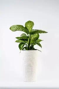 Adoni Cotton Flower Pot with Insert, White, 28x47 cm, Handmade
