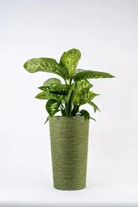 Adoni Jute Flower Pot with Insert, Green, Handcrafted