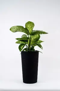 Adoni Cotton Flower Pot, Black, with Insert, Handcrafted