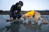 Ruffwear Float Coat suņu glābšanas veste - izmērs S Photo 8