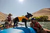 Ruffwear Float Coat suņu glābšanas veste - izmērs S Photo 9