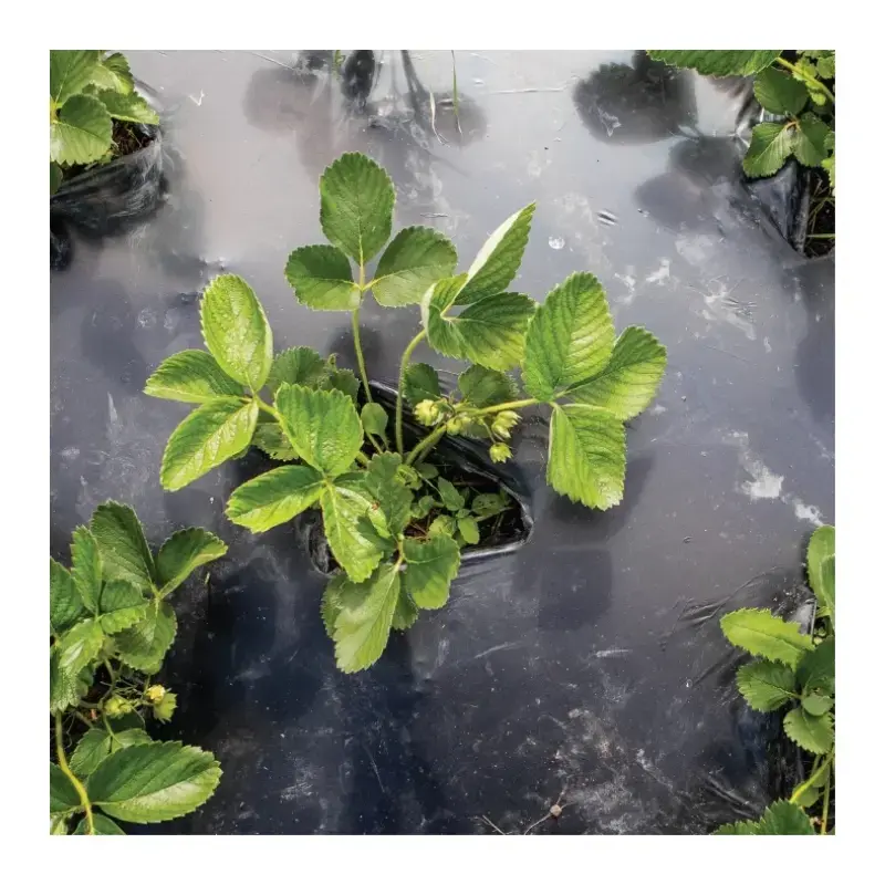 Компостируемая садовая пленка BioBag BioAgri 1.2 x 7 м Photo 2