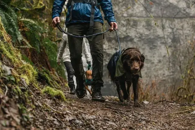 Куртка для собак Ruffwear Sun Shower размер S Photo 11