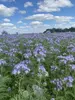 Семена фацелии ANGELIA 0.5 кг Photo 2