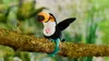 Интерактивная игрушка-птица Happy Yapper Max Bersinger Photo 3