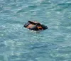 Гидрокостюм HOVERAir Aqua для дрона Photo 4