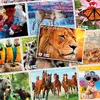 Tactic African Lion 500 pcs 58306 Photo 2