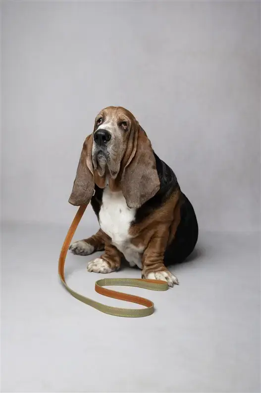 Flamingo Virginia Dog Leash - Green, 130 cm Photo 2