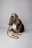Flamingo Virginia Dog Leash - Green, 130 cm Photo 2