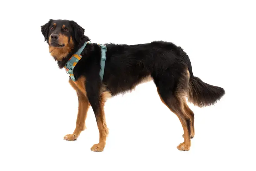 Ruffwear XS Multicolour Dog and Cat Harness Photo 7