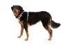 Ruffwear XS Multicolour Dog and Cat Harness Photo 7