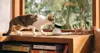 Petlibro Scout Smart AI Camera Photo 3