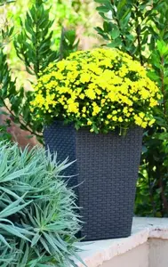Curver Rattan Planter S 23.6 L antracīta puķu pods