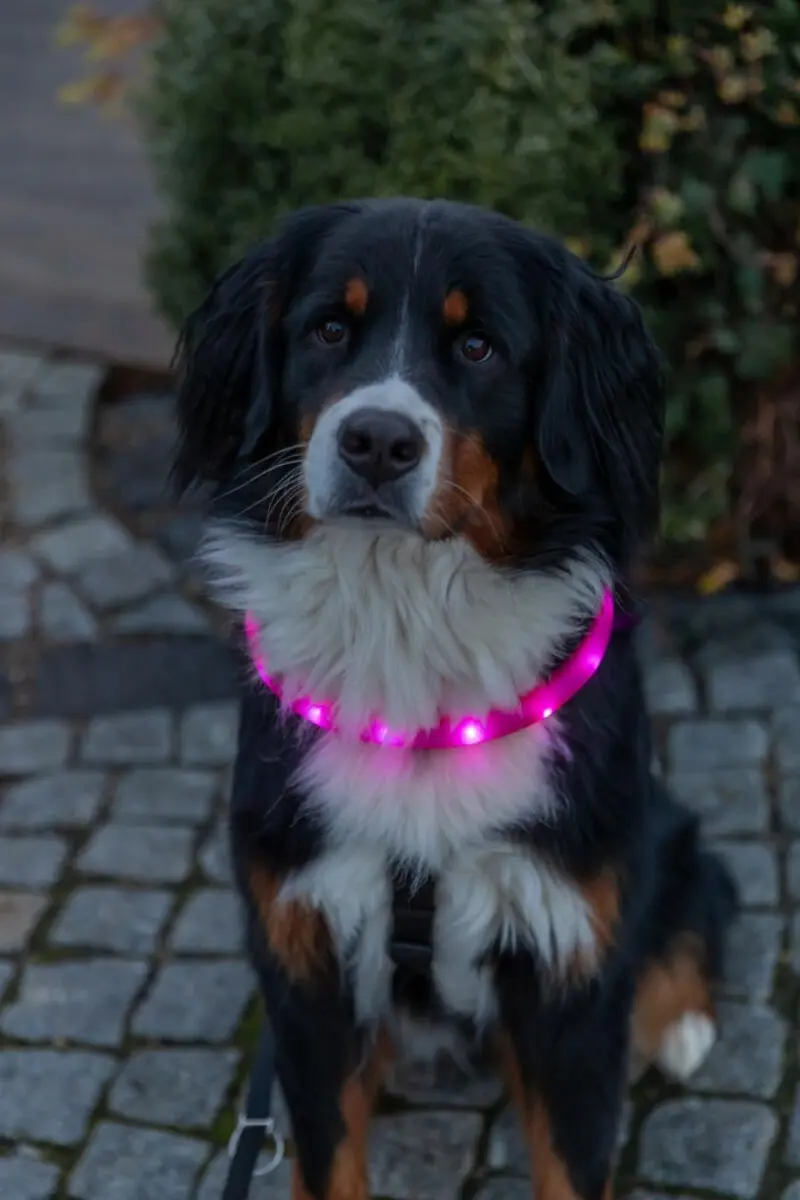 Trixie USB LED gaišā suņu kaklasiksna