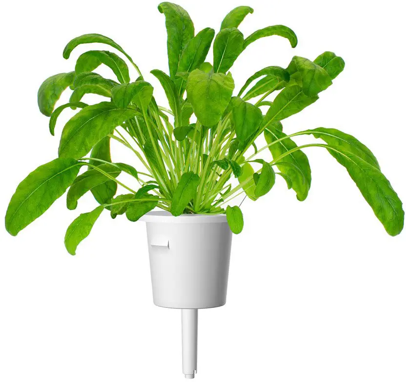 Click Grow Mibuna Smart Garden Сменный набор 3 шт. Photo 2