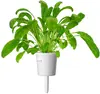 Click Grow Mibuna Smart Garden Сменный набор 3 шт. Photo 2