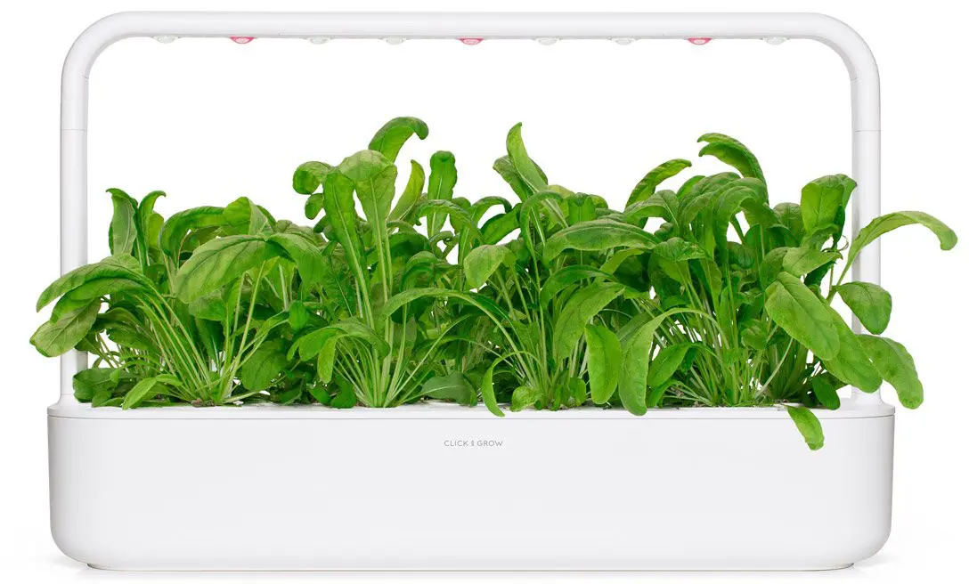 Click Grow Mibuna Smart Garden Сменный набор 3 шт. Photo 3