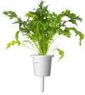 Click Grow Smart Garden Рефилл Мизуна 3 шт Photo 2