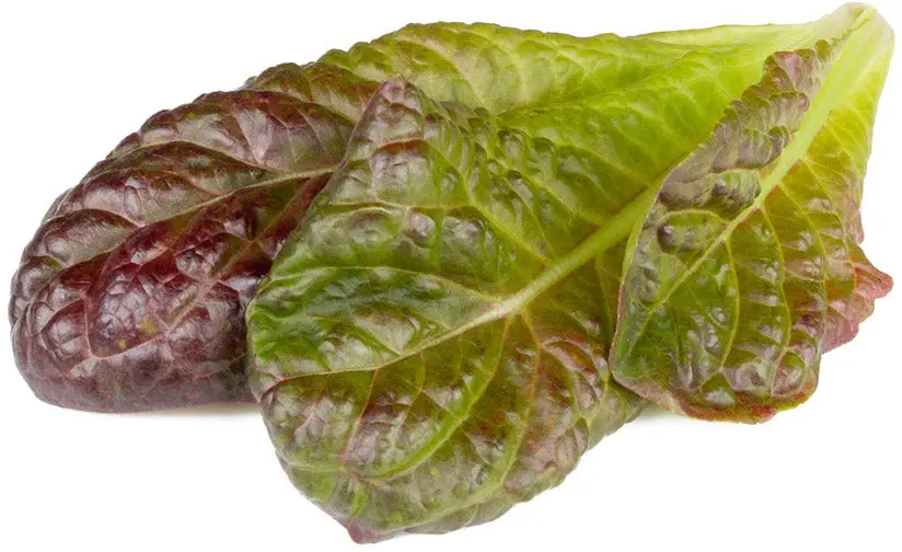 Click Grow Viedā dārza papildinājums Sarkanais